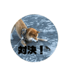 やまもとさんちの虎徹くん（個別スタンプ：9）