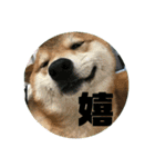 やまもとさんちの虎徹くん（個別スタンプ：10）