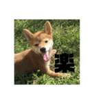 やまもとさんちの虎徹くん（個別スタンプ：11）