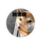 やまもとさんちの虎徹くん（個別スタンプ：12）