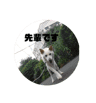 やまもとさんちの虎徹くん（個別スタンプ：14）