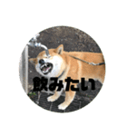 やまもとさんちの虎徹くん（個別スタンプ：15）