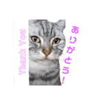 猫日常スタンプ2（個別スタンプ：1）