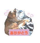 猫日常スタンプ2（個別スタンプ：2）