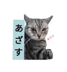 猫日常スタンプ2（個別スタンプ：4）