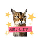 猫日常スタンプ2（個別スタンプ：6）
