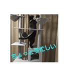 田中黒男スタンプ（個別スタンプ：15）