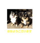 チワ澤さんの毎日チワワ（個別スタンプ：1）