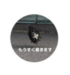 チワ澤さんの毎日チワワ（個別スタンプ：4）