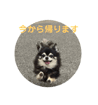 チワ澤さんの毎日チワワ（個別スタンプ：5）