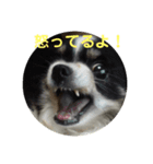 チワ澤さんの毎日チワワ（個別スタンプ：7）