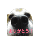 チワ澤さんの毎日チワワ（個別スタンプ：8）