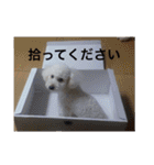 王様ふく様参上（個別スタンプ：20）