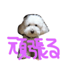 王様ふく様参上（個別スタンプ：36）