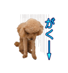 トイプードルまる（個別スタンプ：2）