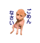 トイプードルまる（個別スタンプ：5）
