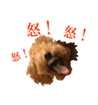 トイプードルまる（個別スタンプ：6）