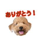 トイプードルまる（個別スタンプ：9）