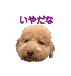 トイプードルまる（個別スタンプ：12）