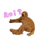 トイプードルまる（個別スタンプ：13）