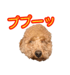 トイプードルまる（個別スタンプ：15）