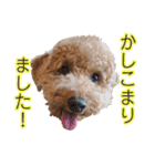 トイプードルまる（個別スタンプ：16）