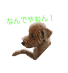 トイプードルまる（個別スタンプ：17）