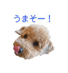 トイプードルまる（個別スタンプ：18）