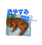 トイプードルまる（個別スタンプ：21）