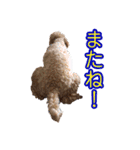 トイプードルまる（個別スタンプ：24）