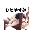 老猫の「そらちゃん」（個別スタンプ：6）