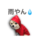 ポメラニアン佐助（個別スタンプ：5）