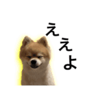 ポメラニアン佐助（個別スタンプ：7）