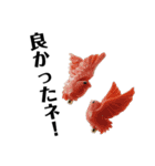 クリスタル ラッキースタンプ（個別スタンプ：3）