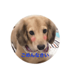 ピットくん（個別スタンプ：2）