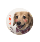 ピットくん（個別スタンプ：4）