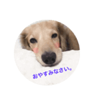 ピットくん（個別スタンプ：8）