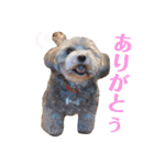 トイプードルのファーブル♪（個別スタンプ：3）