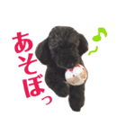 トイプードルのファーブル♪（個別スタンプ：5）