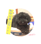 トイプードルのファーブル♪（個別スタンプ：20）