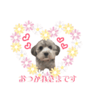 トイプードルのファーブル♪（個別スタンプ：21）