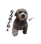 トイプードルのファーブル♪（個別スタンプ：23）
