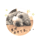 トイプードルのファーブル♪（個別スタンプ：27）