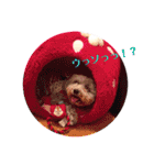 トイプードルのファーブル♪（個別スタンプ：29）
