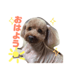 愛犬chudyくん（個別スタンプ：1）