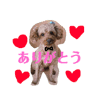 愛犬chudyくん（個別スタンプ：2）