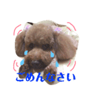 愛犬chudyくん（個別スタンプ：3）