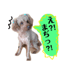 愛犬chudyくん（個別スタンプ：5）
