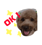 愛犬chudyくん（個別スタンプ：6）