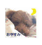愛犬chudyくん（個別スタンプ：7）
